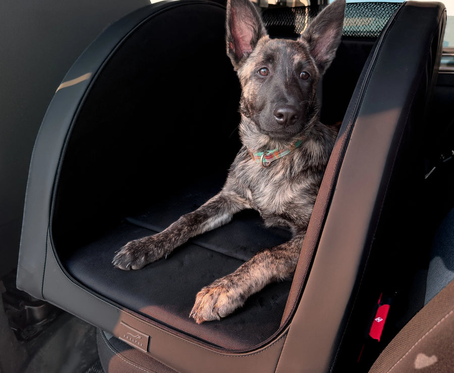 Dein Hund soll sich wohlfühlen